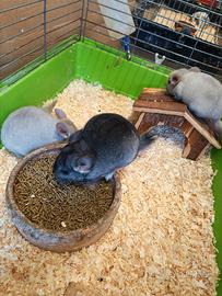 Cincillà cuccioli