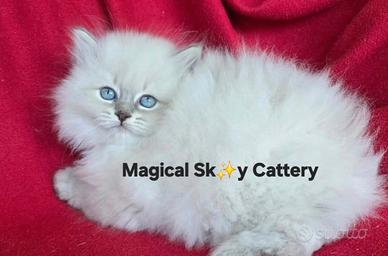 Cuccioli gatto siberiano PEDIGREE ALLEVAMENTO Wcf
