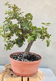 Leccio Bonsai 