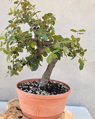 Leccio Bonsai 