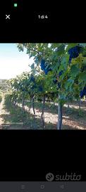 mezzo ettaro di Montepulciano doc  a filare