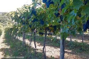 mezzo ettaro di Montepulciano doc  a filare