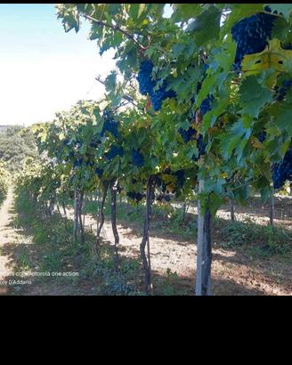 mezzo ettaro di Montepulciano doc  a filare