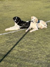 Alabai pastori asiatici