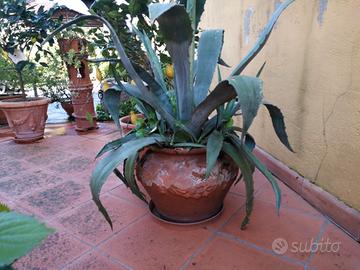 GRANDE AGAVE IN VASO DI COTTO