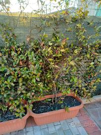 piante gelsomino 