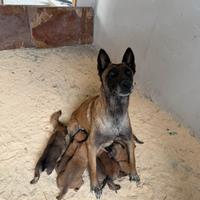 Cuccioli pastore belga Malinois