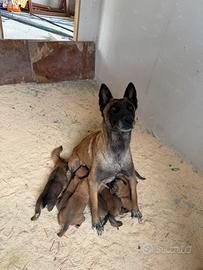 Cuccioli pastore belga Malinois