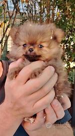 Spitz Tedesco Nano Pomerania
