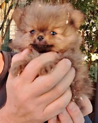 Spitz Tedesco Nano Pomerania