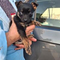 Cucciola pinscher 2 mesj