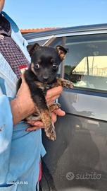 Cucciola pinscher 2 mesj