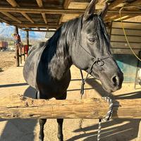 Stallone Arabo morello