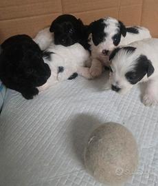 Maltipoo