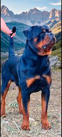 Stallone rottweiler