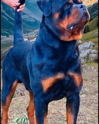 Stallone rottweiler