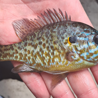 Persico sole - pesce orologio