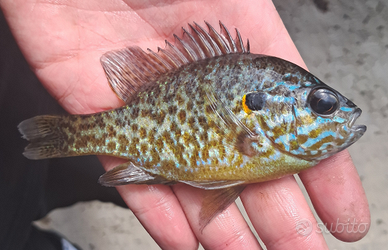 Persico sole - pesce orologio