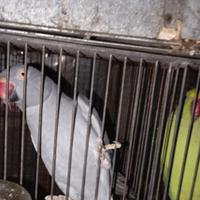 Parrocchetti dal collare