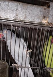 Parrocchetti dal collare