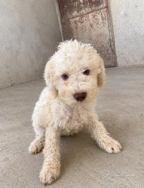 Lagotto romagnolo