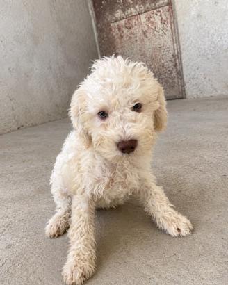 Lagotto romagnolo