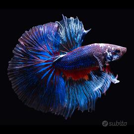 BETTA SPLENDES