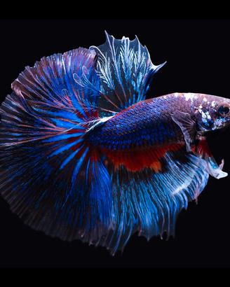 BETTA SPLENDES
