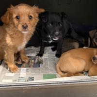 Cuccioli incrocio Jack Russell X Pinscher