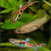Pesci guppy black bar