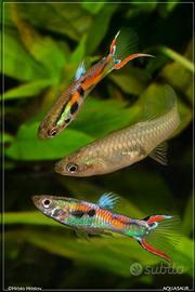 Pesci guppy black bar