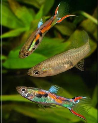 Pesci guppy black bar