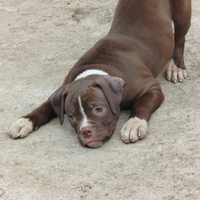 American bouldog