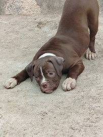 American bouldog