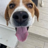 Beagle