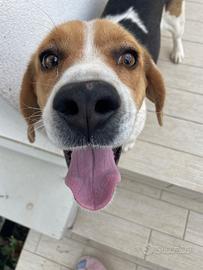 Beagle