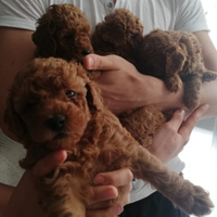 Barboncini toy sverminati e vaccinati