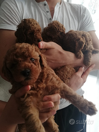 Barboncini toy sverminati e vaccinati