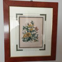 Litografia botanica originale 1843 Mrs Loudon