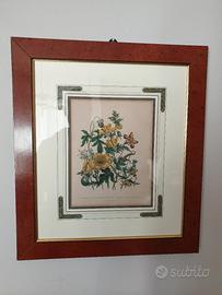 Litografia botanica originale 1843 Mrs Loudon