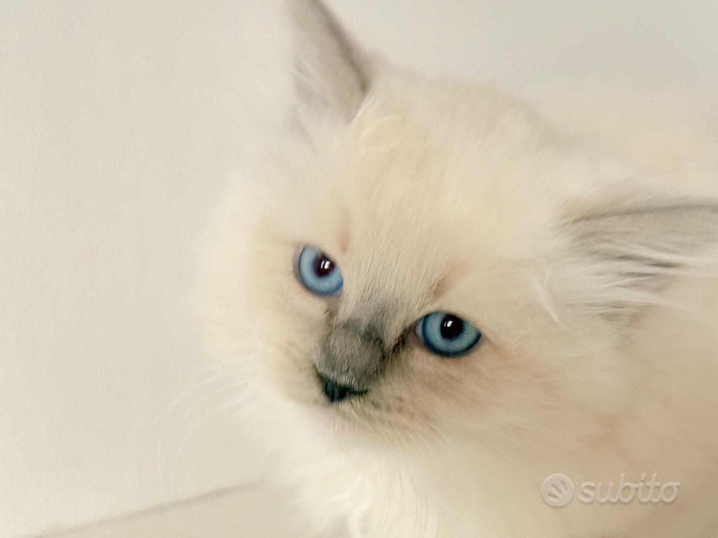 Gatto Ragdoll femmina con pedigree - Animali In vendita a Bari