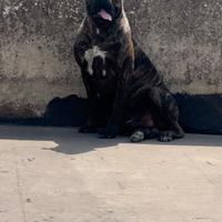 Cane corso per monta