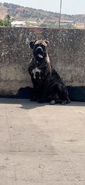 Cane corso per monta