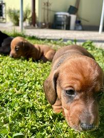 Cuccioli bassotti nano a pelo raso