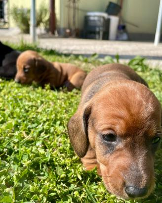 Cuccioli bassotti nano a pelo raso