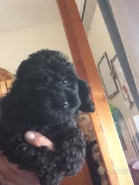 barboncino mini toy blach 