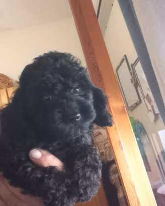 barboncino mini toy blach 