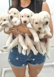 Dolcissimi cuccioli di Golden Retriever disponibil