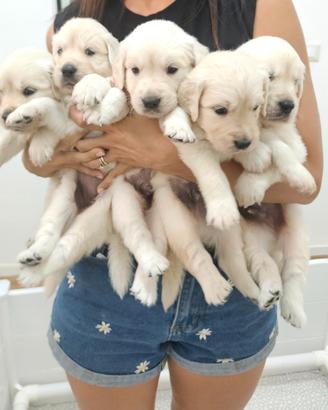 Dolcissimi cuccioli di Golden Retriever disponibil