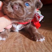 Chihuahua maschietto